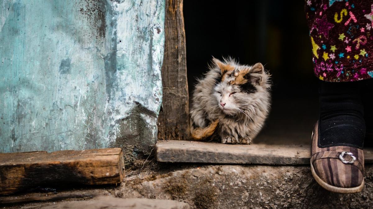 malnutritia boala despre care in romania nu se vorbeste aproape niciodata