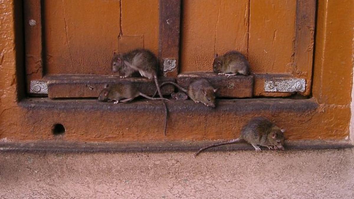 mai multe parcuri din paris au fost inchise din cauza sobolanilor