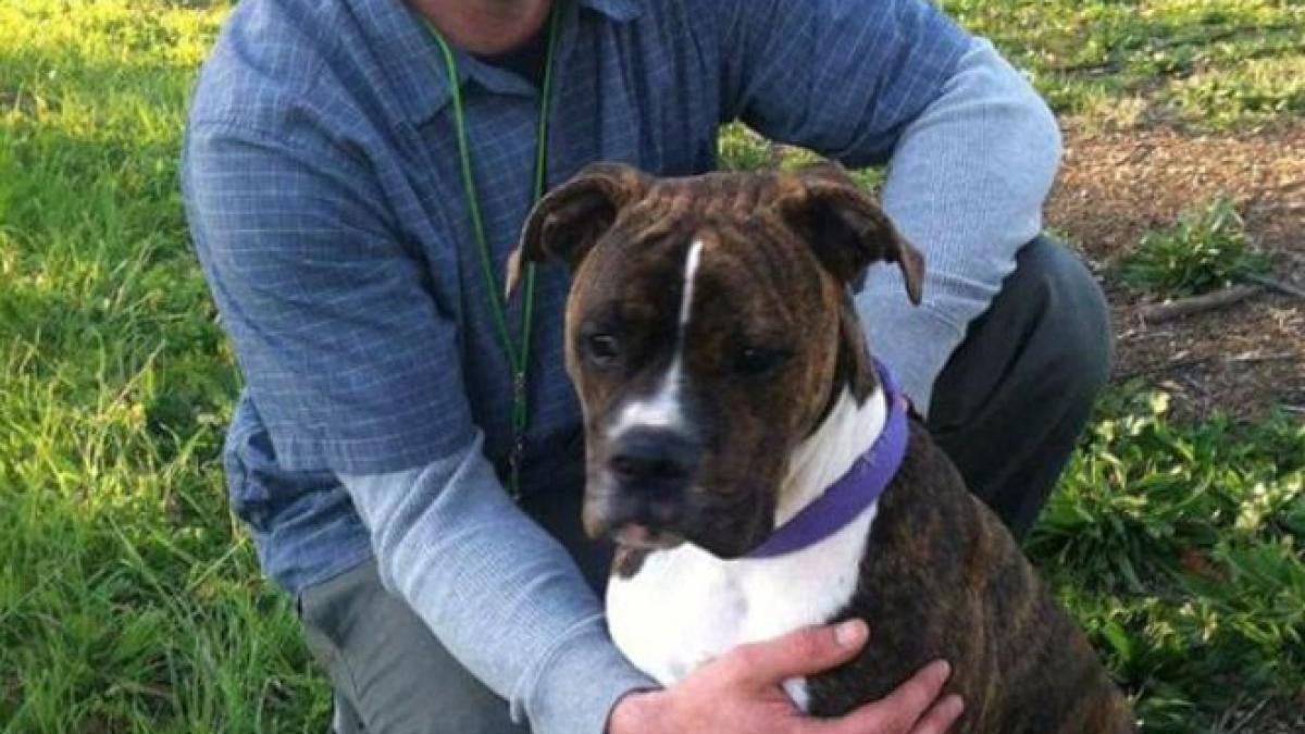 un caine si a luat ramas bun de la stapanul sau aflat pe moarte la spital