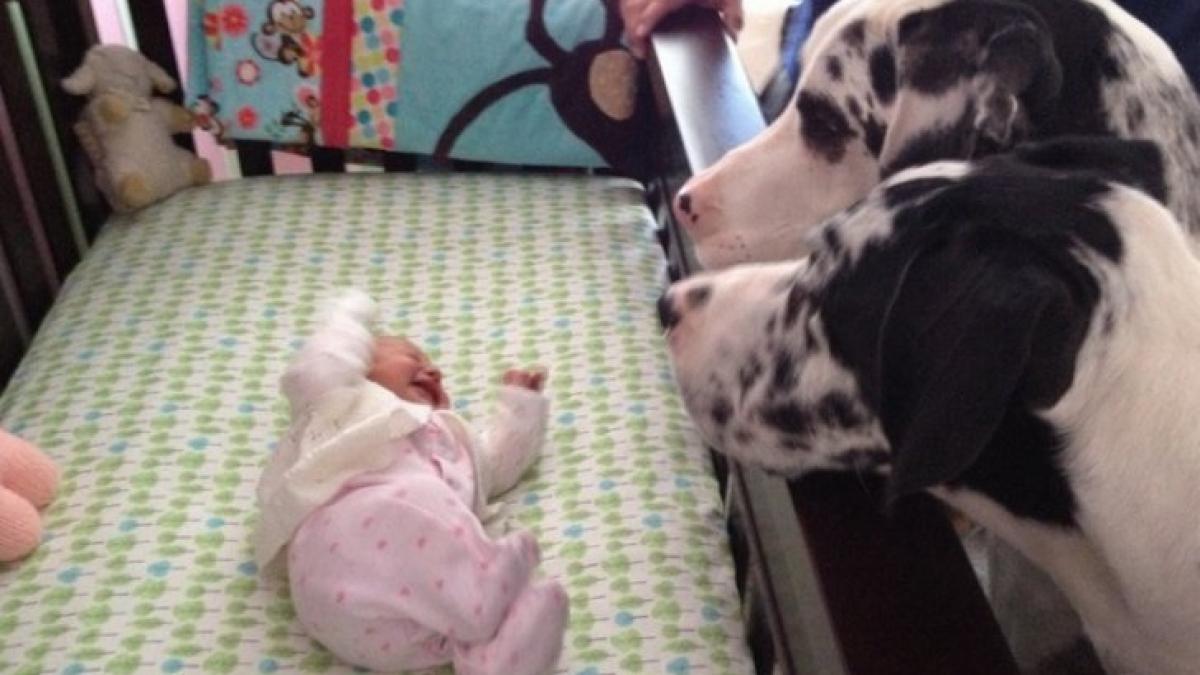 si au lasat copilul singur acasa cu cainele ce au gasit parintii cand s au intors