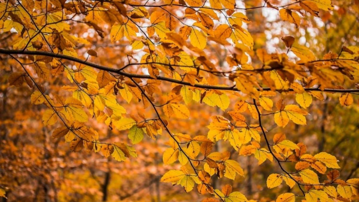 temperaturi de primavara in plina iarna