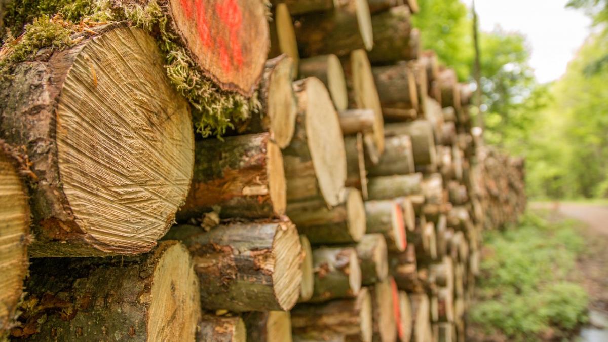 mafia lemnului ataca padurile virgine cum sunt sortati bustenii dupa interesele marilor firme