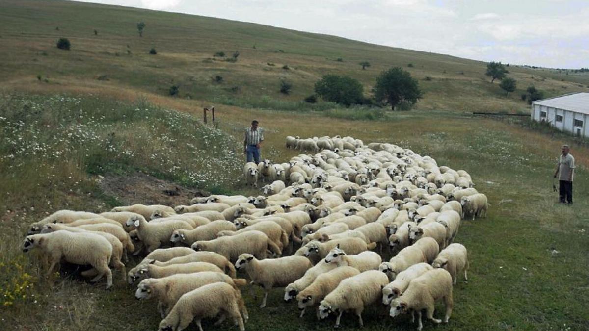 un cioban incerca sa traverseze calea ferata cu turma de oi a vazut trenul venind dar era prea