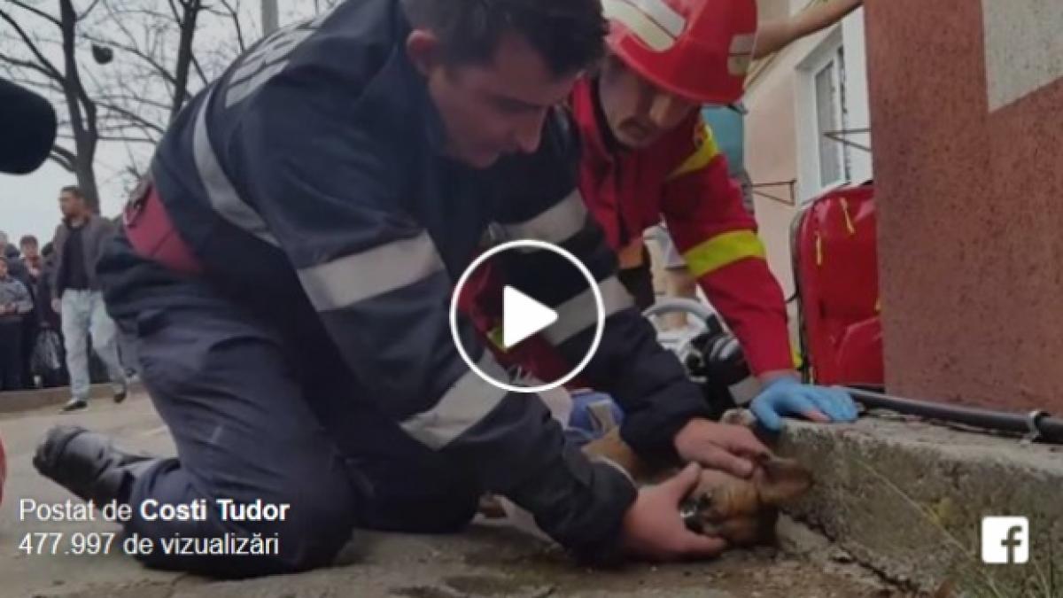 catelul salvat dintr un incendiu din pitesti a murit la spital