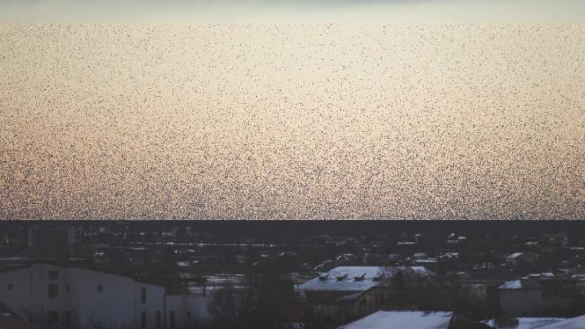 radu tudor prezinta o imagine senzationala surprinsa din bucuresti