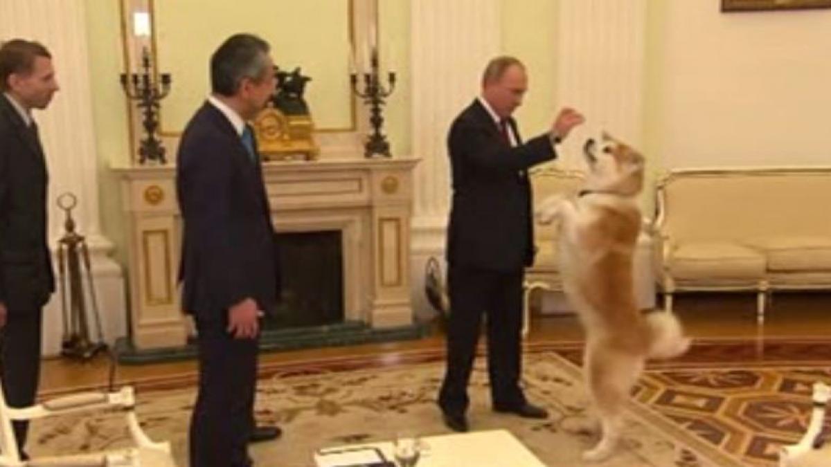 vladimir putin a mers la o intalnire oficiala cu unul din cainii sai ce s a intamplat cand