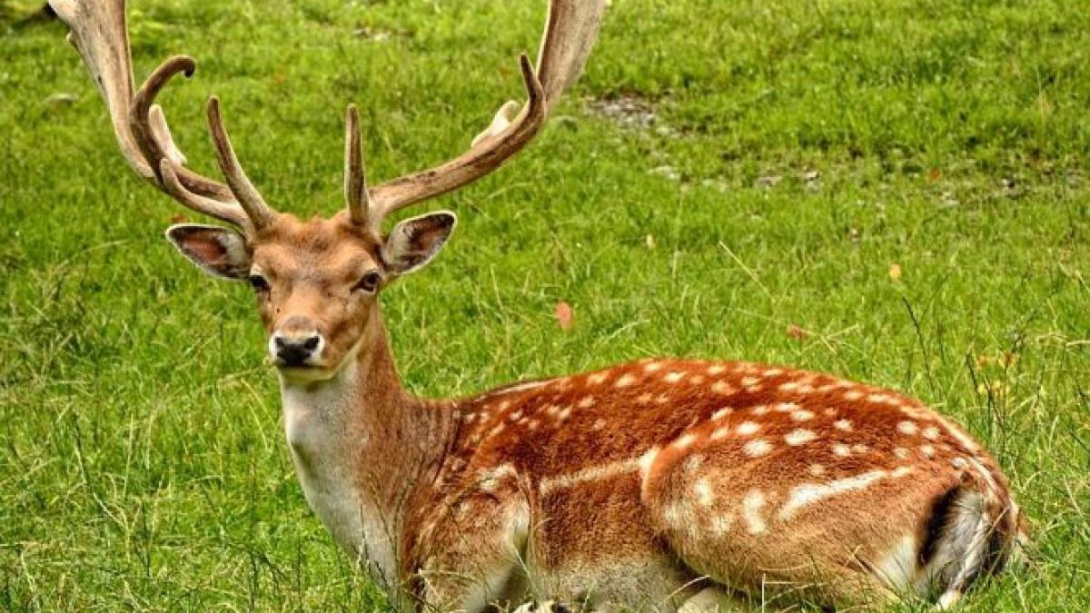 caz socant la neamt un cerb a murit dupa ce a mancat ambalaje de plastic