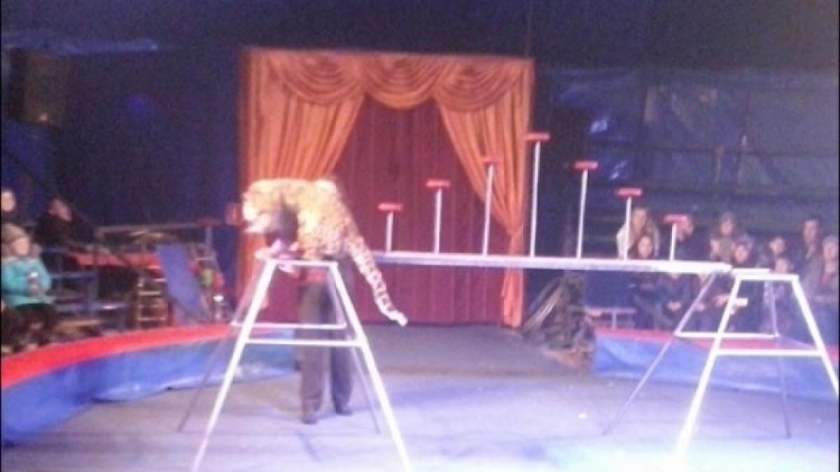 o spectatoare a fost sfasiata de un leopard la circ cum s a produs atacul