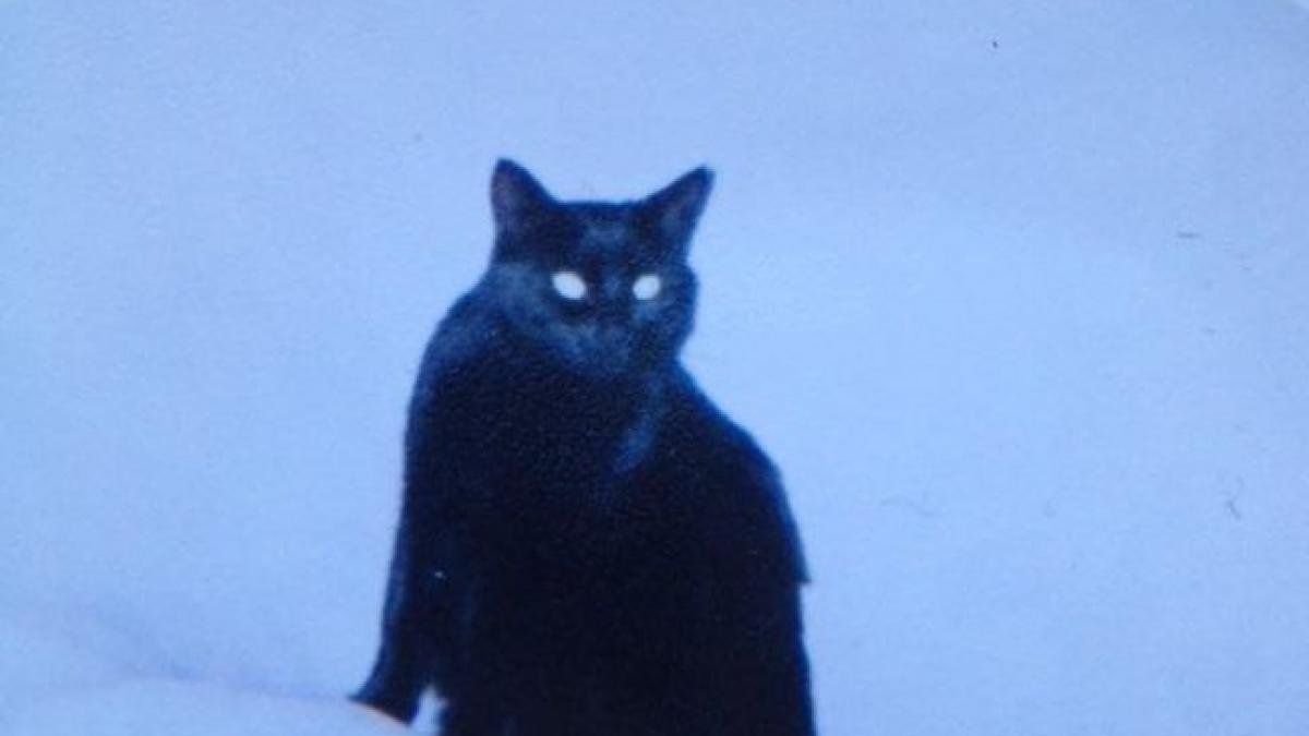 a vrut sa adopte o pisica neagra dar apoi ceva uimitor s a intamplat