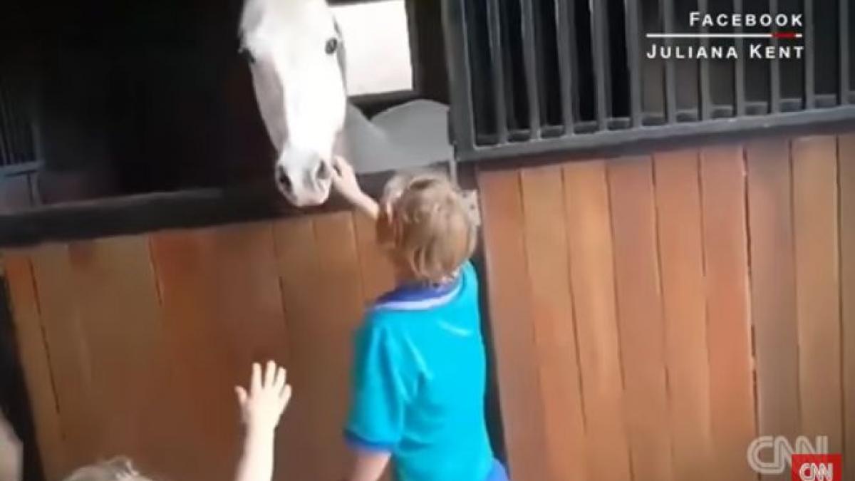 un copil a muncit doi ani ca sa si cumpere un ponei reactia baietelului cand a vazut animalul video