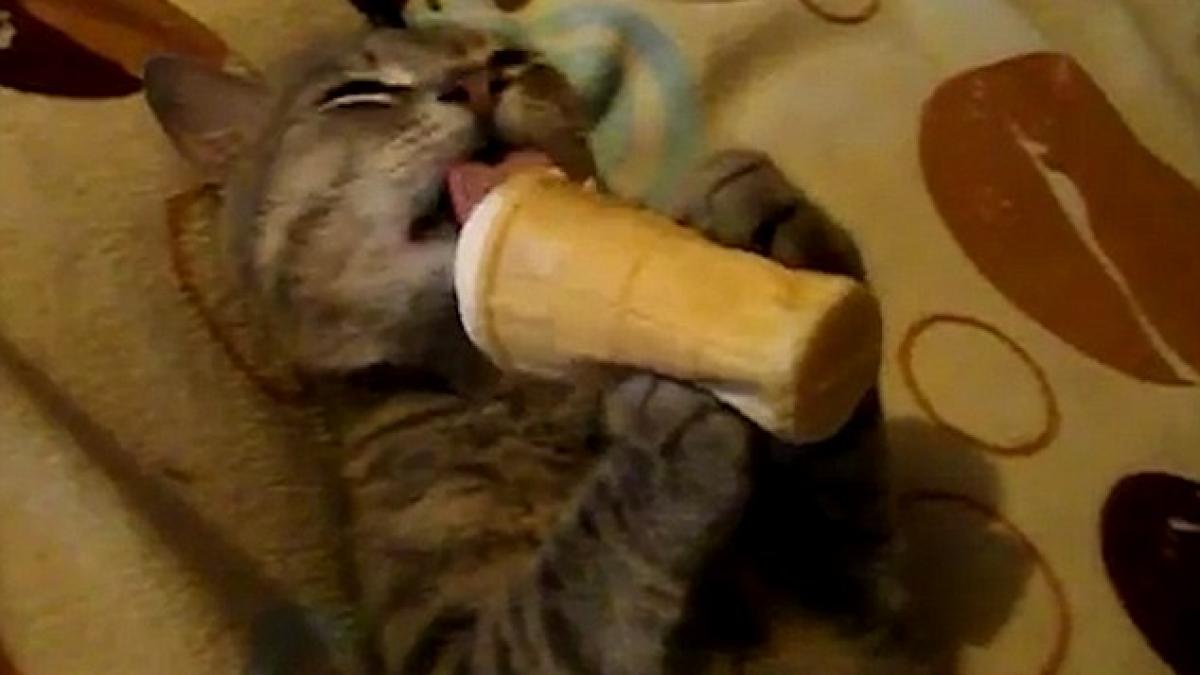 rasfat de felina cand o pisica descopera inghetata si ii place video