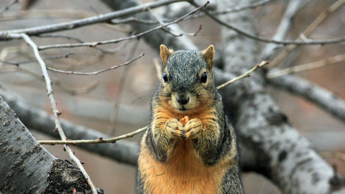 au taiat aproape doi kilometri de copaci din cauza veveritelor e vandalism legalizat