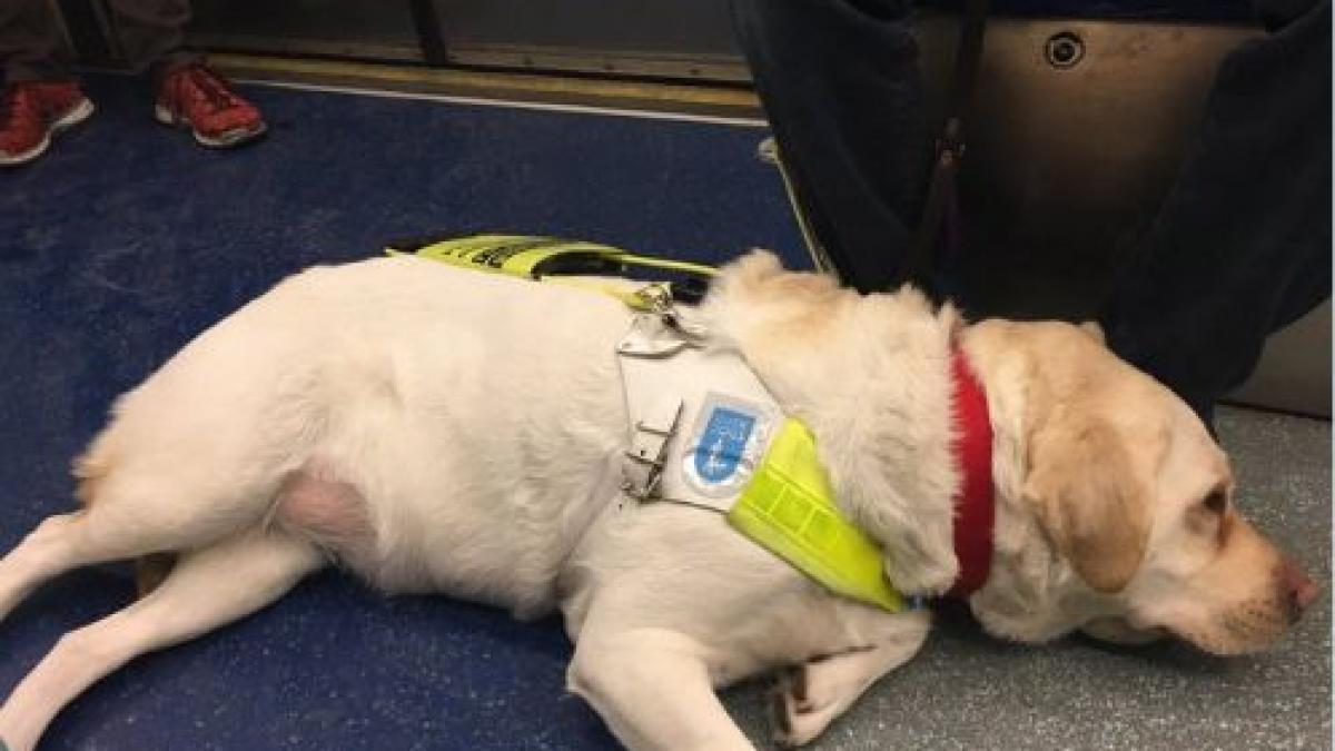 este orb si a montat o camera video pe cainele insotitor abuzurile incredibile la care este supusa