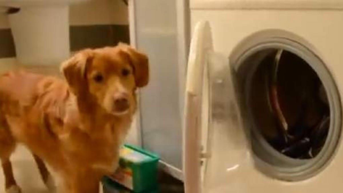 un copil de cinci ani cu sindrom down salvat de la moarte de cainele familiei gestul impresionant