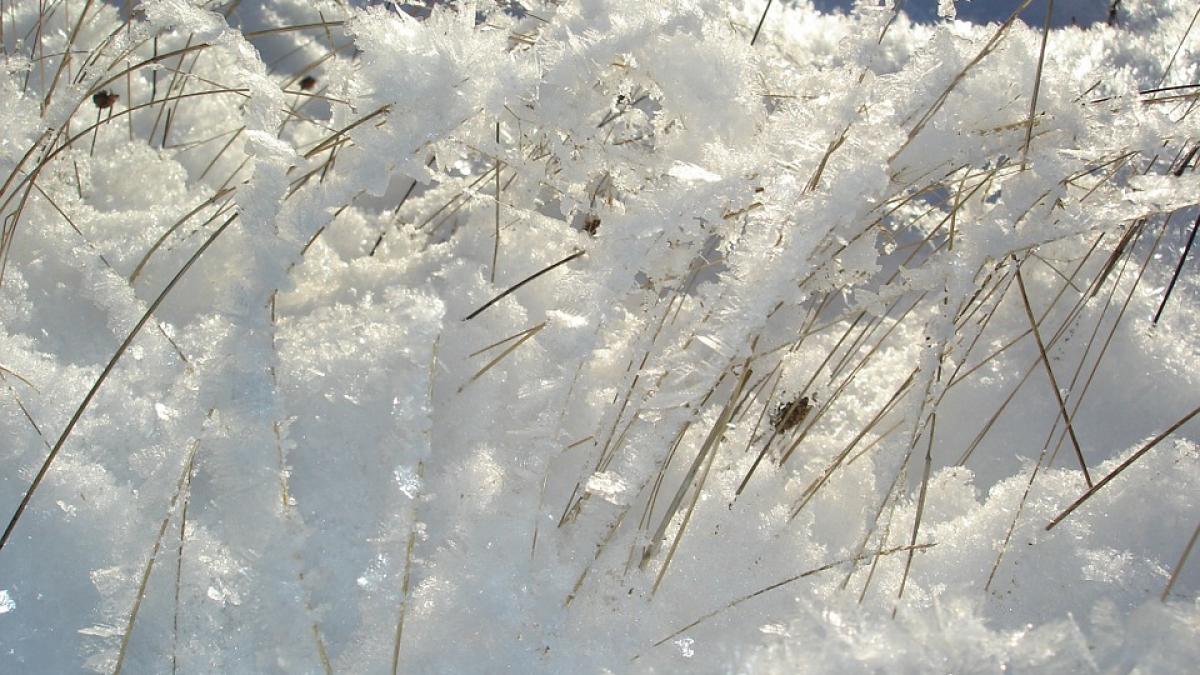 gabriela firea scolile vor fi inchise pana luni in bucuresti care este situatia in tara