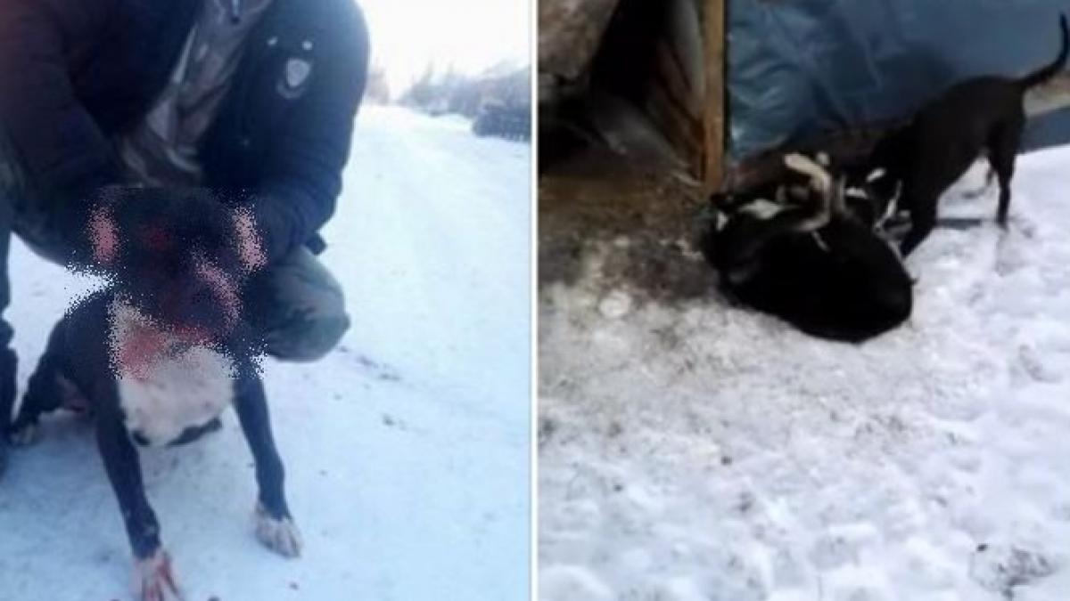 imaginea care a starnit revolta pe internet ce a putut sa faca un roman foto