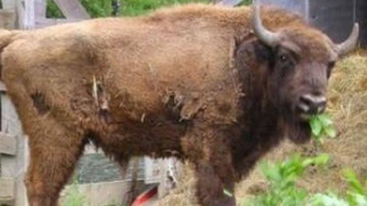 de doua saptamani suntem vizitati de un zimbru