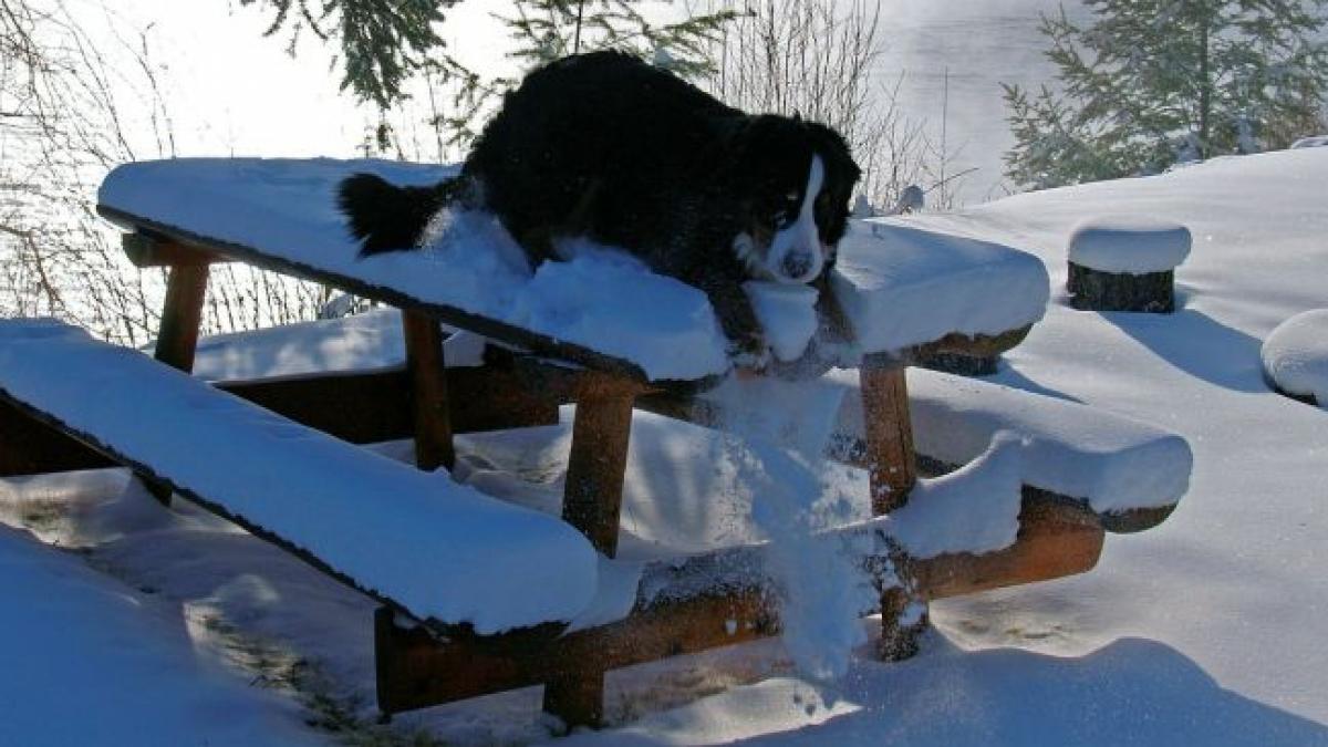 un colonel in rezerva a murit in urma unui accident ingrozitor ce a facut cainele omului este