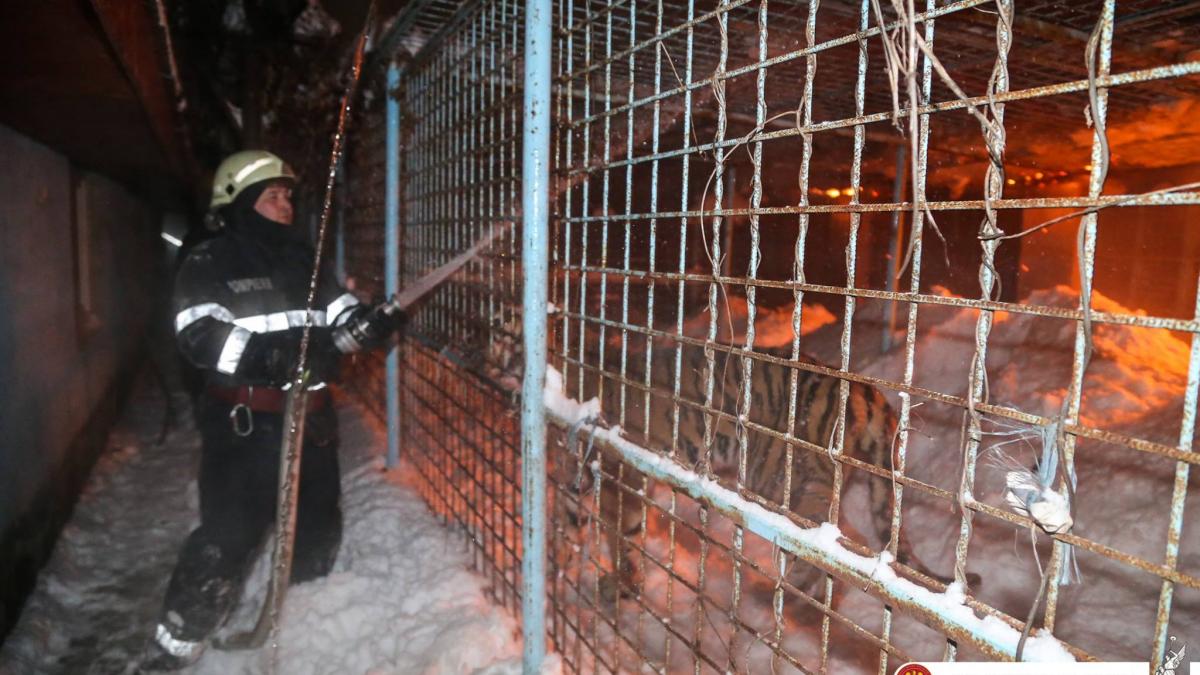 incendiu la o cladire a circului globus 11 animale retrase din activitate au murit imagini de la