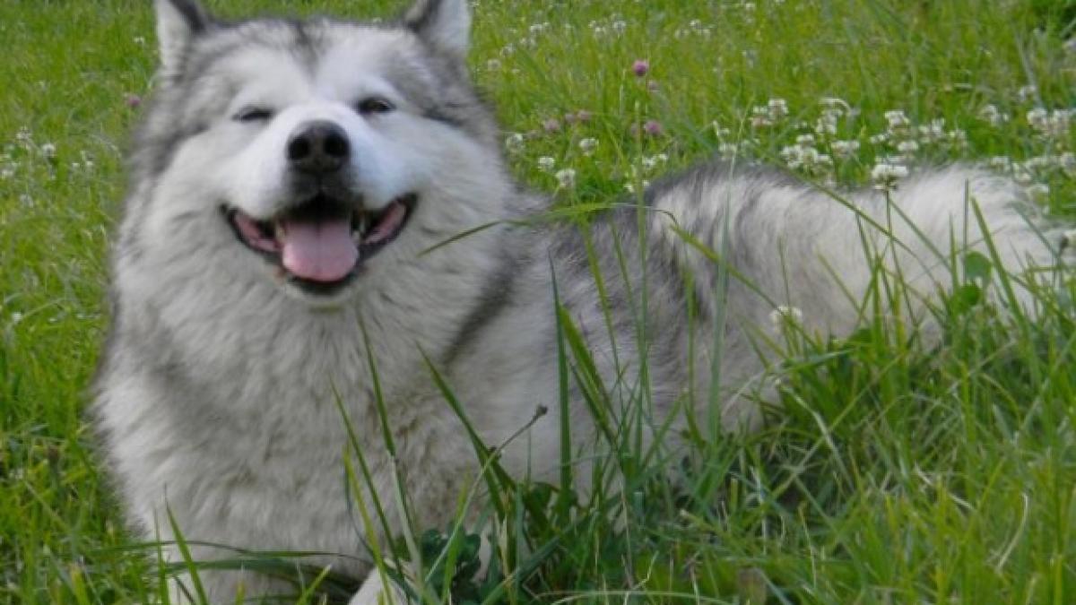 a renuntat la viata agitata din bucuresti si s a facut babysitter pentru caini in brasov nu exista