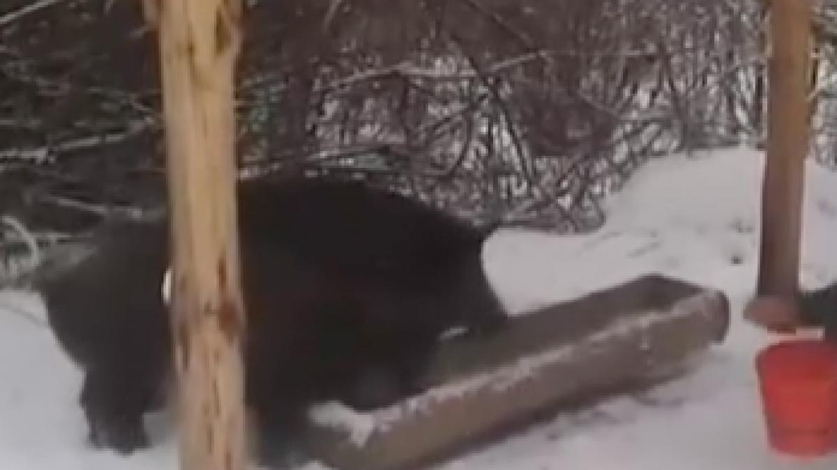 doi mistreti au intrat la el in curte pe ninsoare proprietarul a reusit ceva extrem de rar cum a