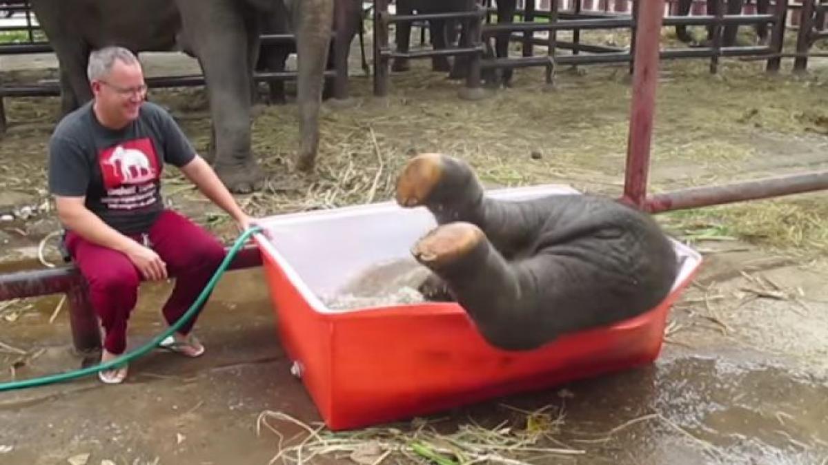 imaginile care iti vor face ziua mai buna peste 4 milioane de oameni le au urmarit video