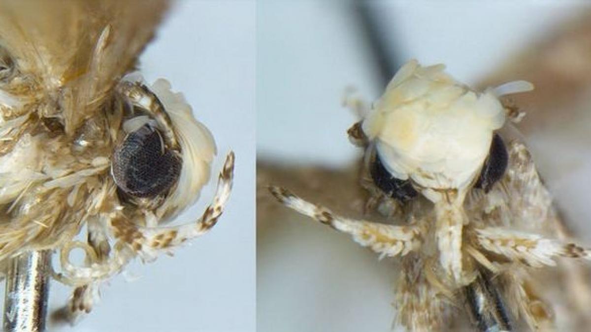 o specie de molie cu bucle blonde a fost botezata cu numele lui donald trump