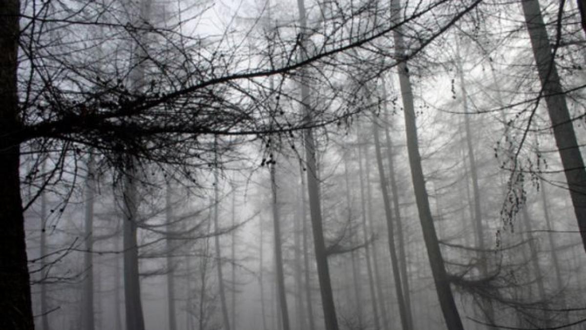 a fost mancata aproape in totalitate de animalele salbatice