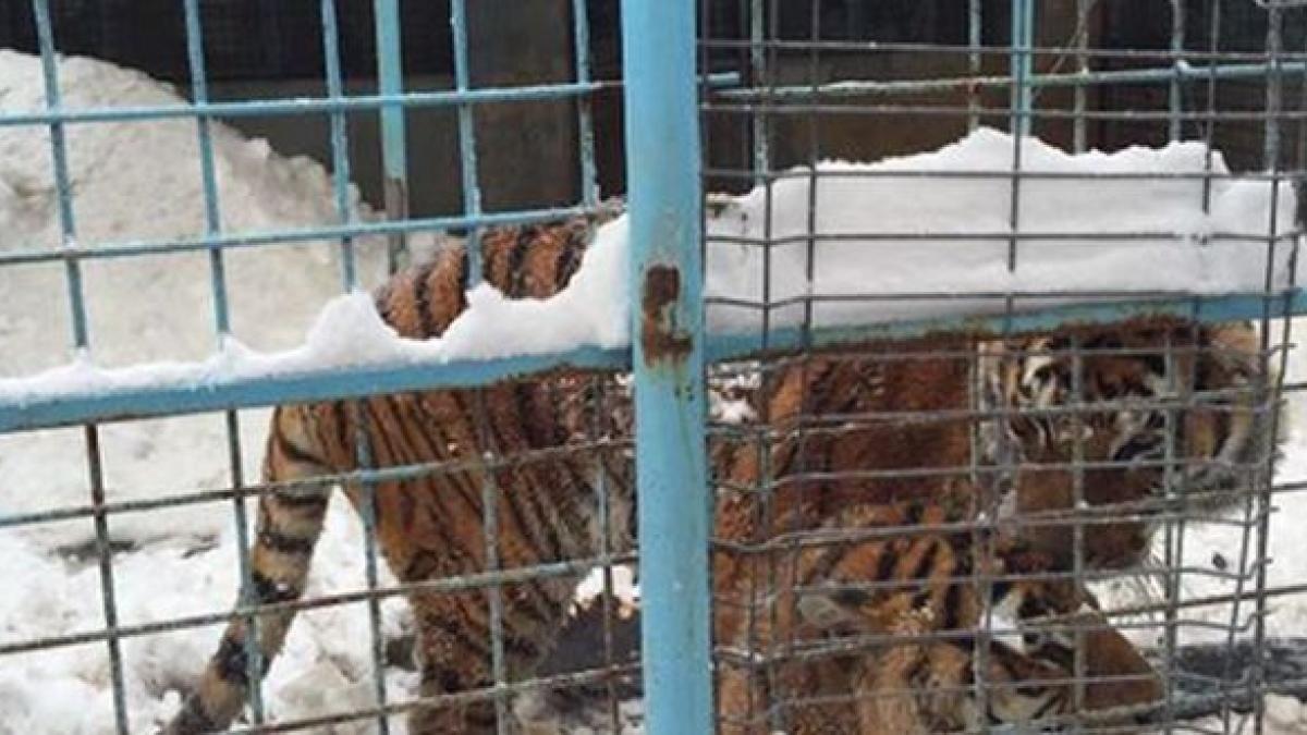 in ce conditii erau tinuti tigrii de la circul globus fotografiile postate pe facebook de gabriela