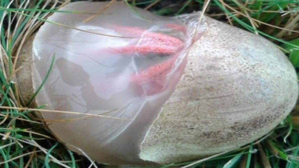 a descoperit un ou ciudat in gradina cand a vazut ce iese din el a inlemnit