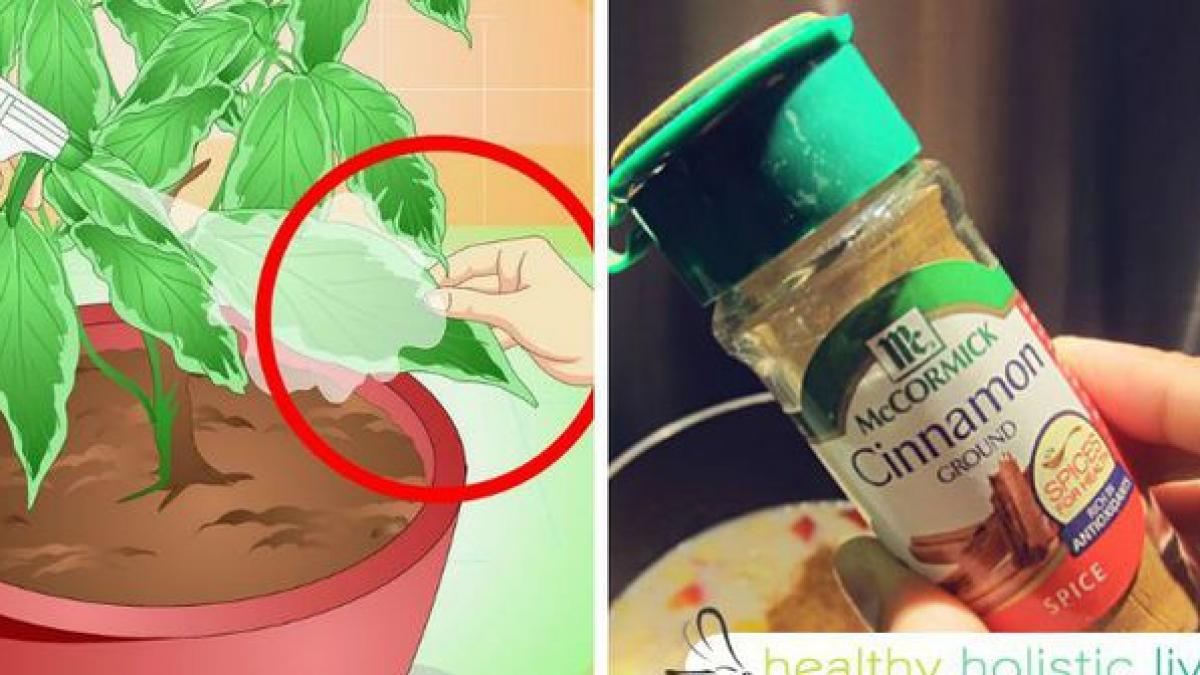 a adaugat o lingura de scortisoara pe plantele din casa ce lucru uimitor s a intamplat