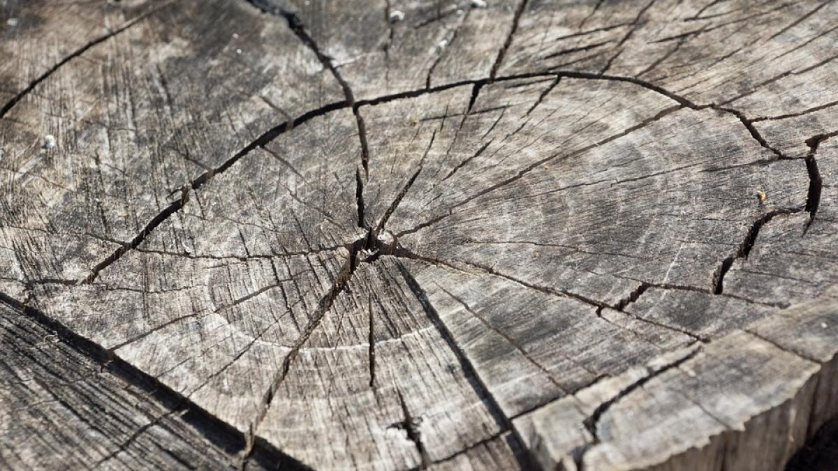 jurnalist de investigatii terorizat de mafia lemnului