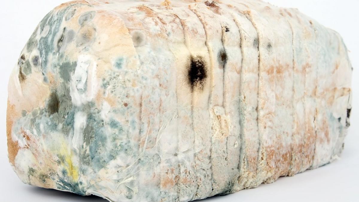 simptome care iti spun ca esti intoxicat cu mucegai uite cum sa rezolvi problema