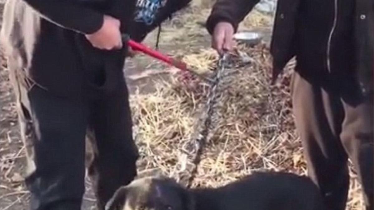 reactia unui caine care a fost eliberat dupa 15 ani petrecuti in lant