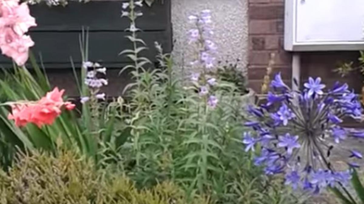 bunica mea a murit saptamana trecuta ce a gasit tanarul in telefonul batranei a izbucnit imediat in