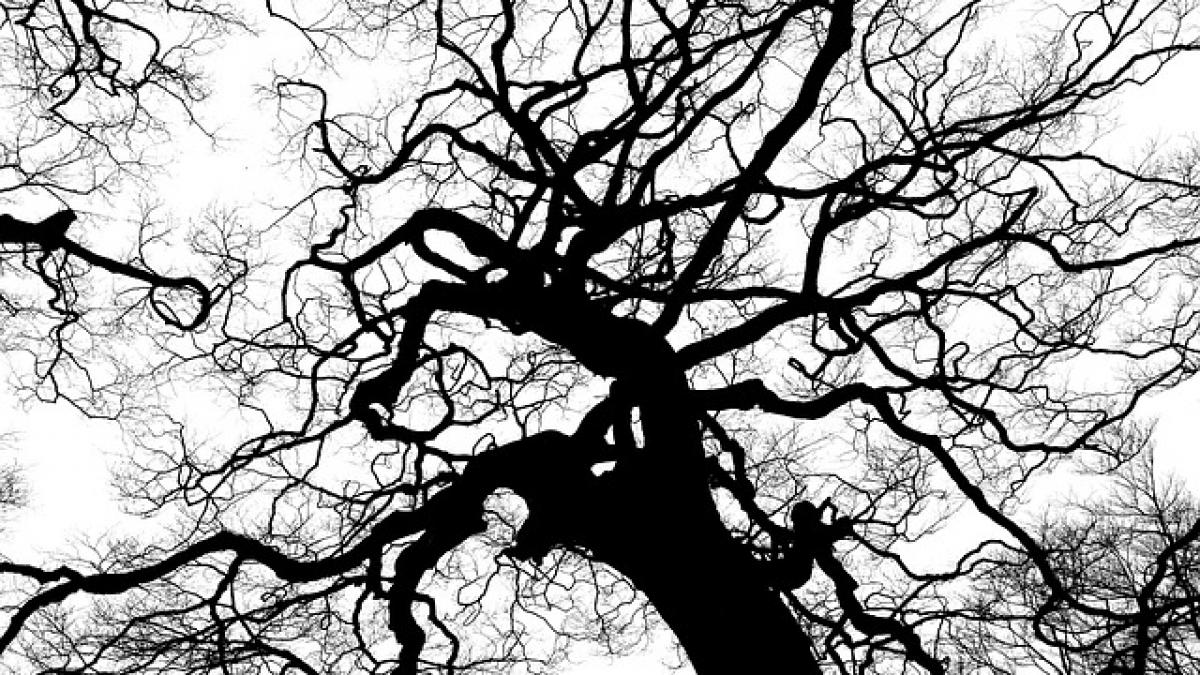 copaci imbracati in haine in ce oras din romania se intampla si care este motivul