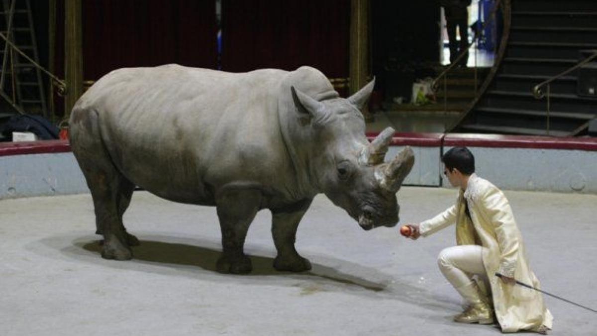 dresura de animale ar putea fi exclusa din activitatea circului globus