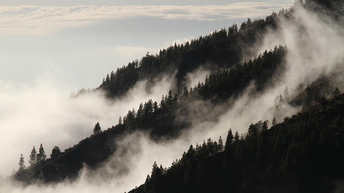 cod galben de ceata in 12 judete si in bucuresti