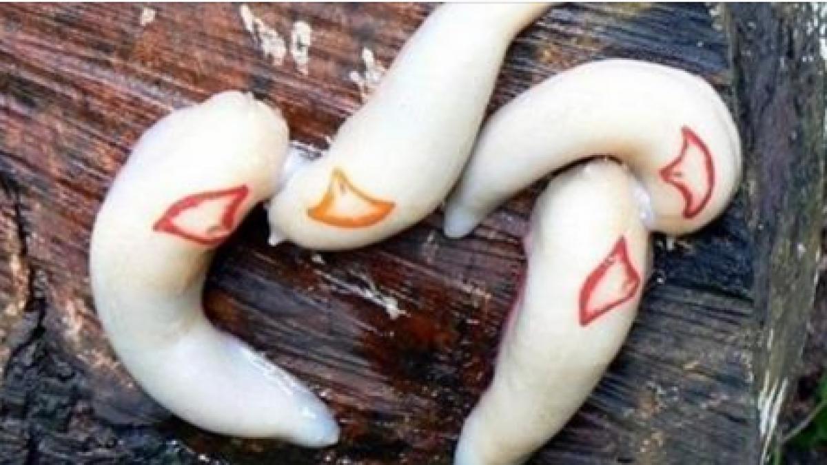 ai asa ceva in casa ai o problema uriasa care iti poate distruge sanatatea