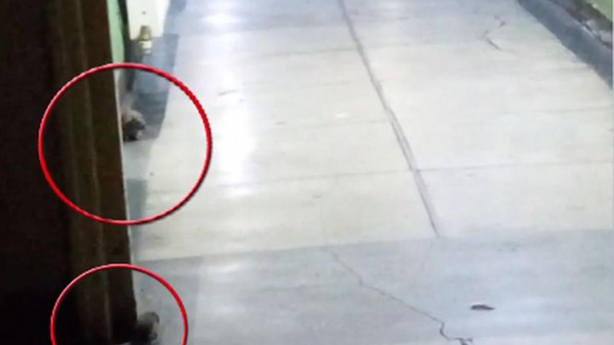 invazie de sobolani in arestul politiei dolj