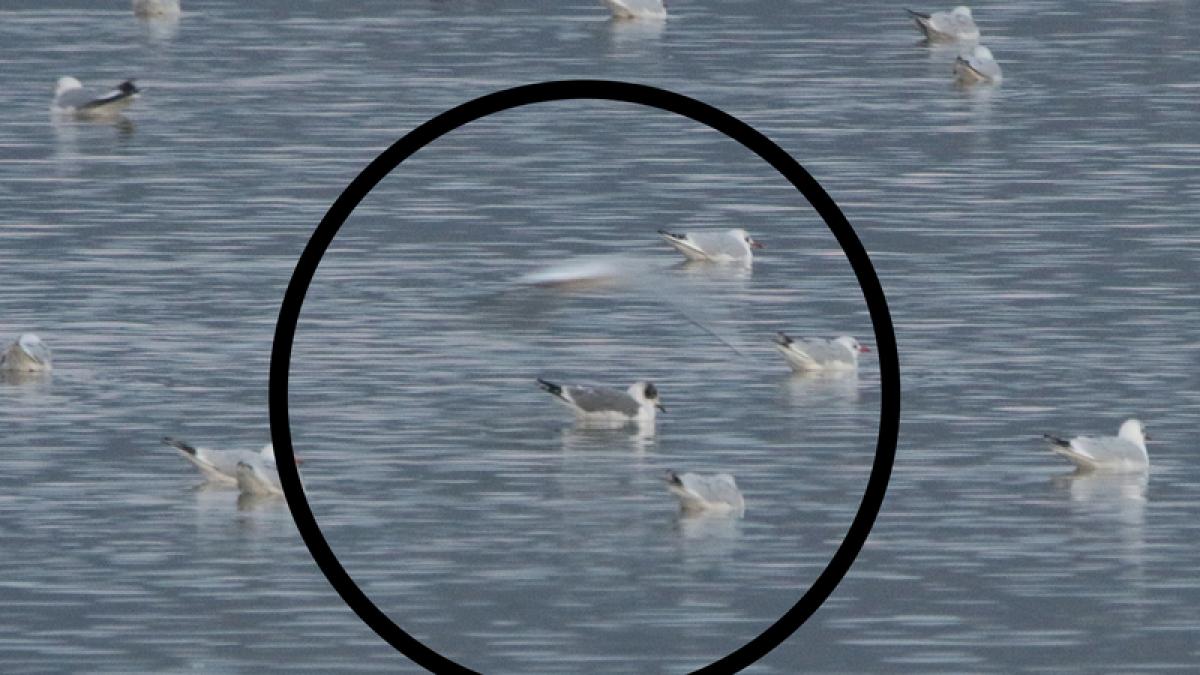 specie noua in fauna romaniei un pescarus american in oltenia