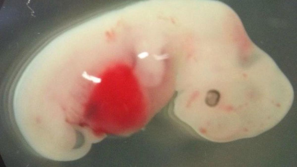 au injectat celule umane in embrioni de porci oamenii de stiinta uimiti de rezultat