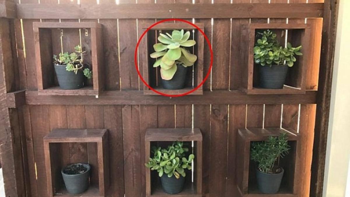 o fotografie cu un sarpe de 2 metri care sta ascuns langa un ghiveci a isterizat internetul tu il