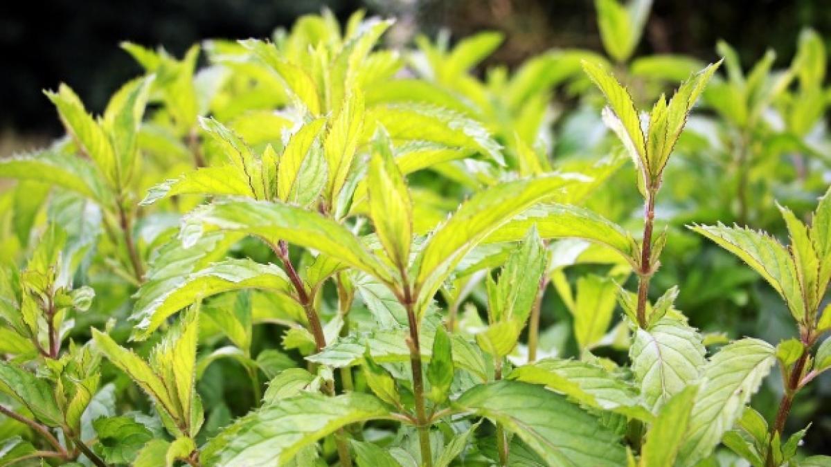 originea expresiei a freca menta