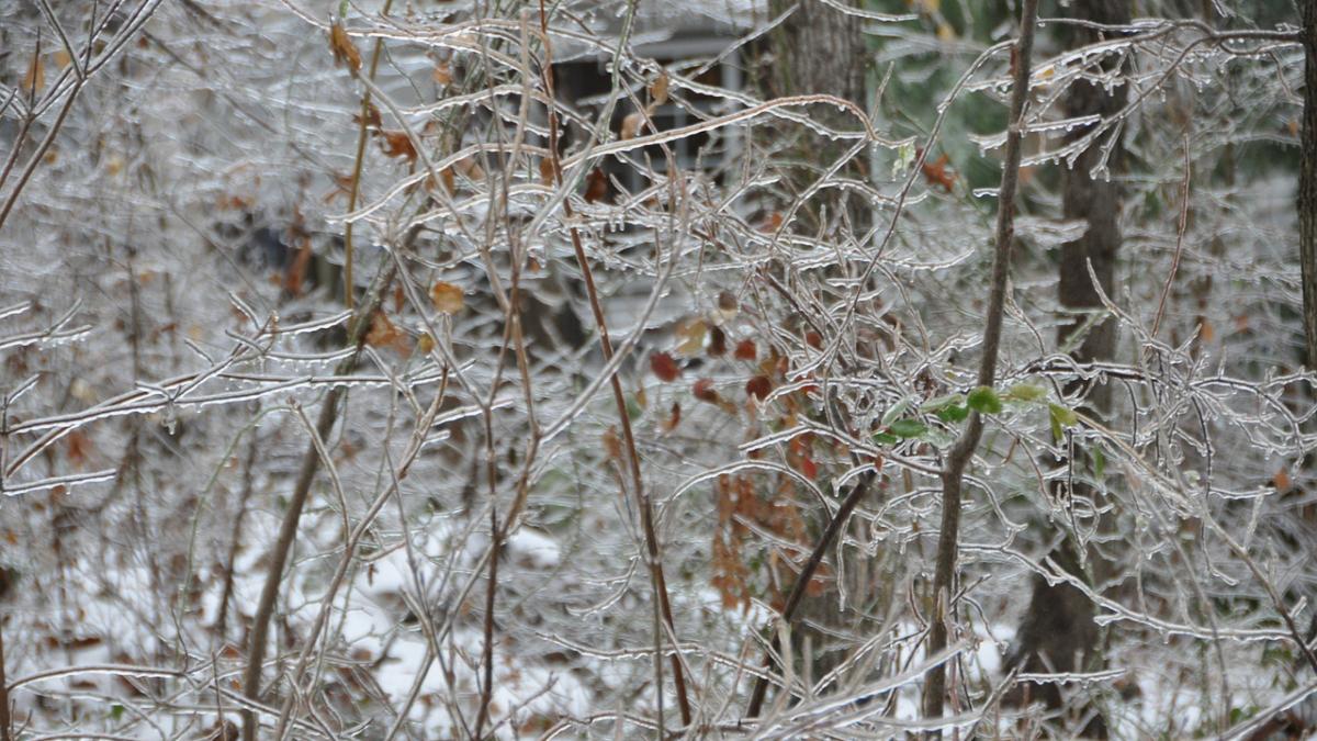 descoperire macabra in parcul ior din capitala o femeie de 50 de ani a fost gasita moarta sub zapada