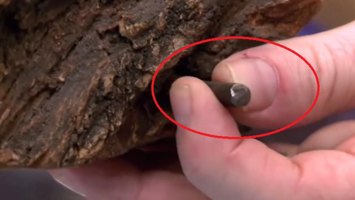 a vazut intr un bustean un cui ciudat asa ca a luat un topor si l a spart in doua in urmatoarea