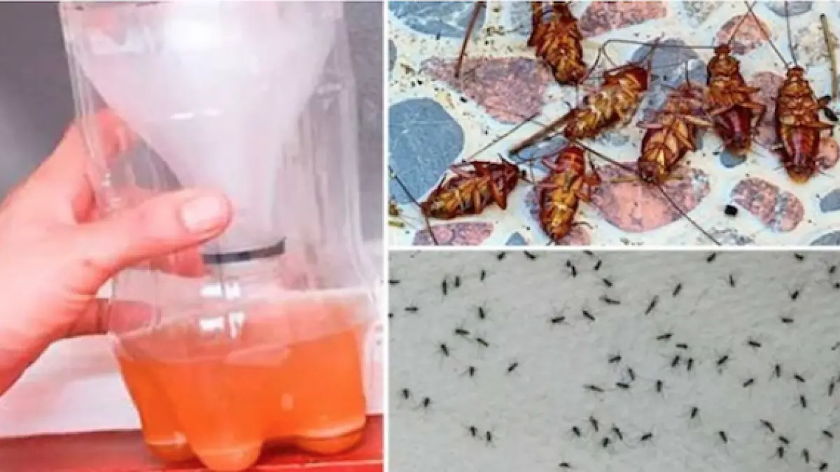acest remediu natural este atat de puternic incat gandacii mor pe loc uite cum se prepara