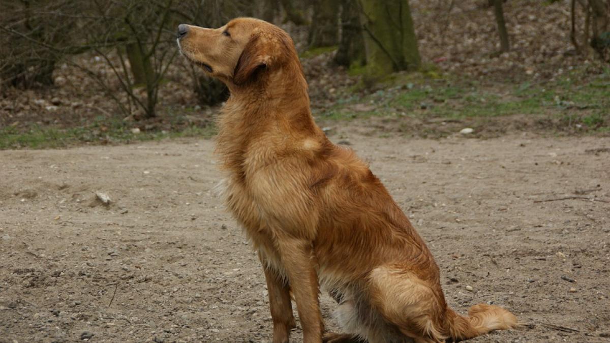 sta intr un colt de strada si in fiecare zi face ceva inedit imaginile cu un catel care iti vor