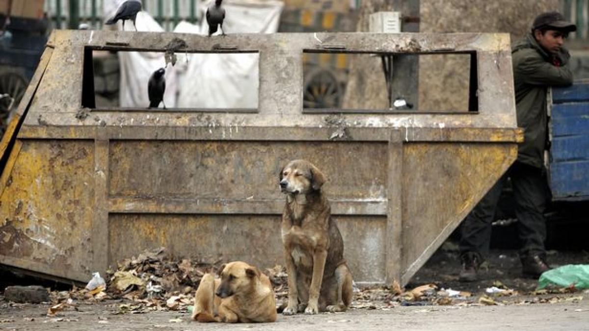 a vazut un caine scormonind prin gunoaie ce a gasit acolo face senzatie pe internet