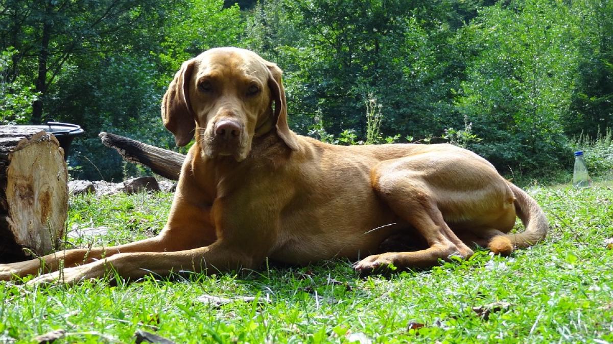 fotografia oficiala a unui ofiter din sua virala din cauza catelului